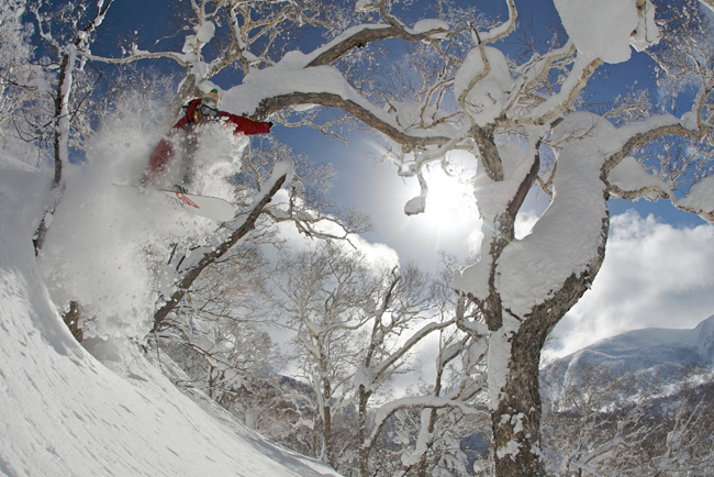 trees sapporo richard walch